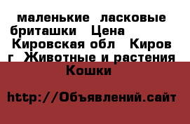 маленькие, ласковые бриташки › Цена ­ 1 500 - Кировская обл., Киров г. Животные и растения » Кошки   